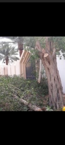 تقطيع الأشجار والنخيل وتنظيف الحد