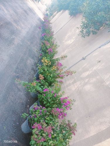 زراعة الورود