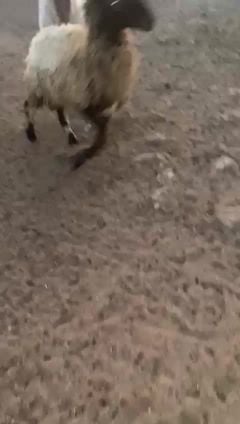 محمد بابكر الياس الامين