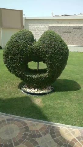 نباتات زينه