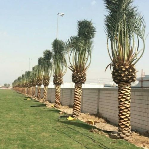 زراعه جميع انواع النخيل