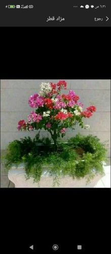 أحواض زراعه