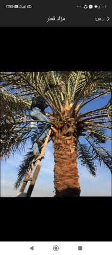 قطع الاشجار ونقل وزراعه النخيل