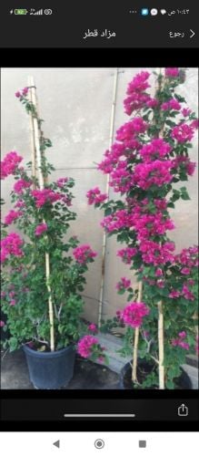 مزارع ومقطع اشجار