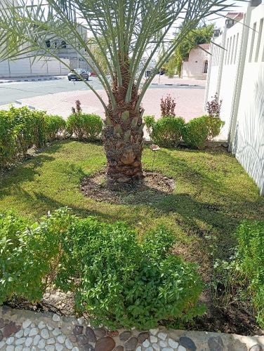 مقطع اشجار ونخيل