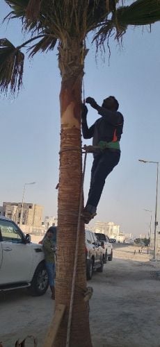 أعمال نخيل  تكريب