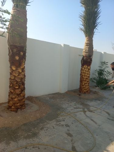 زراعة نخيل