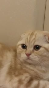 Scottish fold kittens for sale