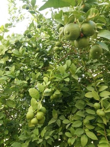 أشجار  مثمره