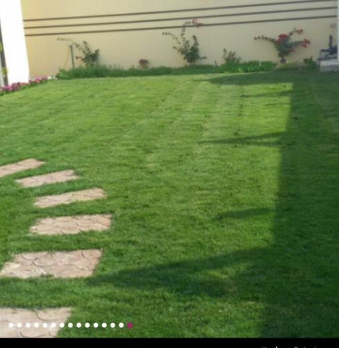 زرااع