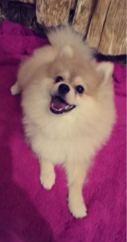 pomeranian dog all colors 