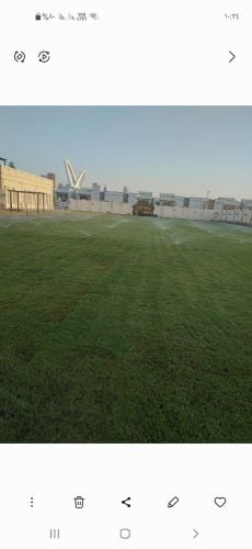 زراعة العشب الأخضر