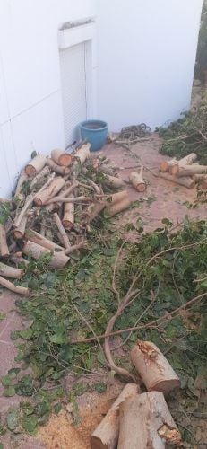 مقطع اشجار ونخيل