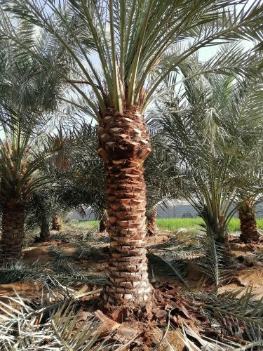 تنضيف وزراعة النخيل