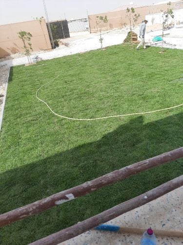زراعة عشب طبيعي