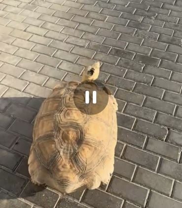 Lost tortoise