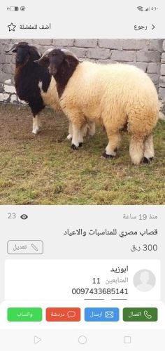 جزار مصري للمناسبات