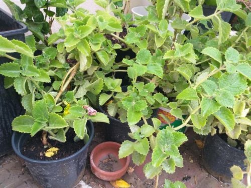 various plants