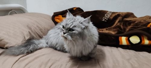 بورمي عمرها سنتين