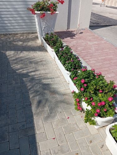 موزارع