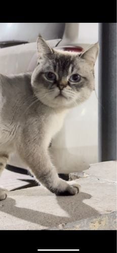 بريتش