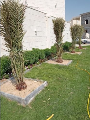 زراعة والعنايه بالنخيل