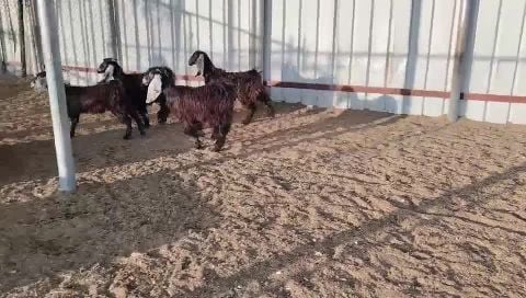 جمده عوارض جداع طيبه