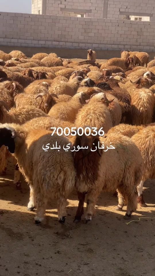 خرفان سوريا انتاج الدوحه بلدي 