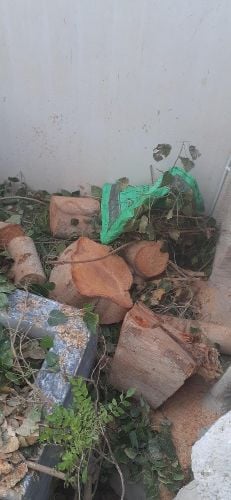 مزارع ومقطع اشجار ونخيل