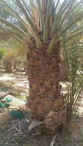 نخيل اخلاص مضمون درجه اولى