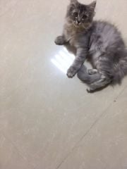 قطط