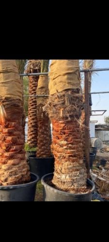توريد وتركيب النخل
