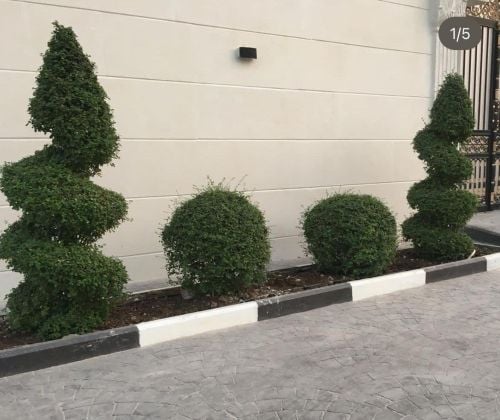 مزارع