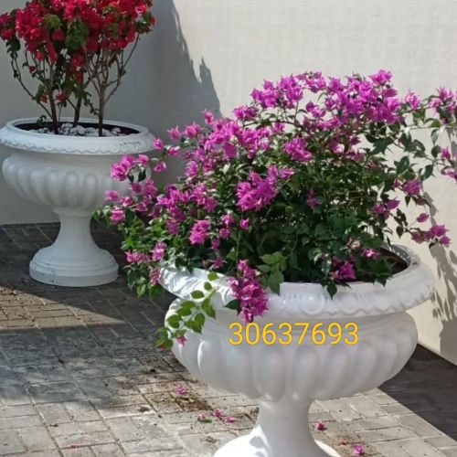 زراعه الأحواض