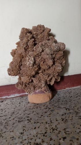 زهرة الرمال