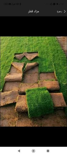 عشب طبيعي وصناعى للبيع