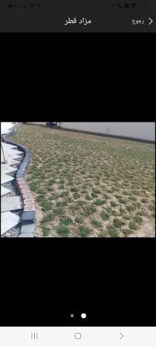 زراعة الحشيش الشتلات