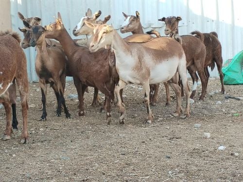مطلوب معزا عمانيات