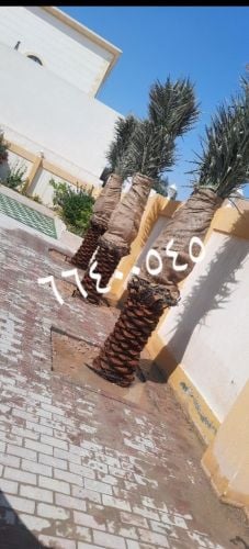 زراعة النخيل