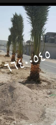 النخيل
