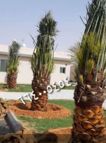 النخيل