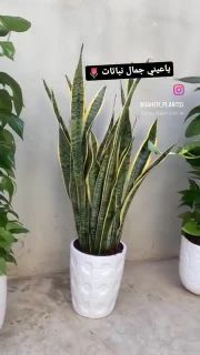 مزارع