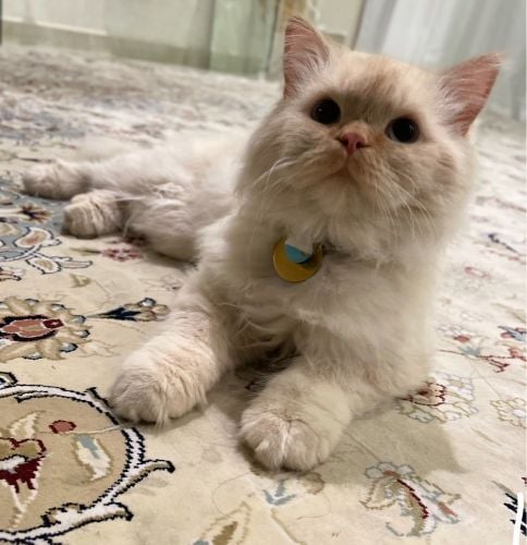 leo 