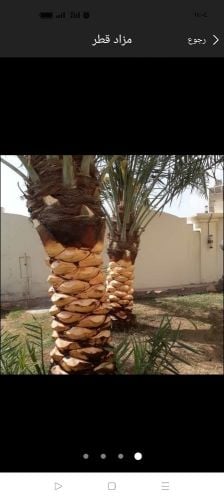 تكريب ورش النخيل والحديقة