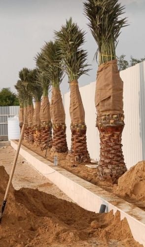 شركة زراعيه