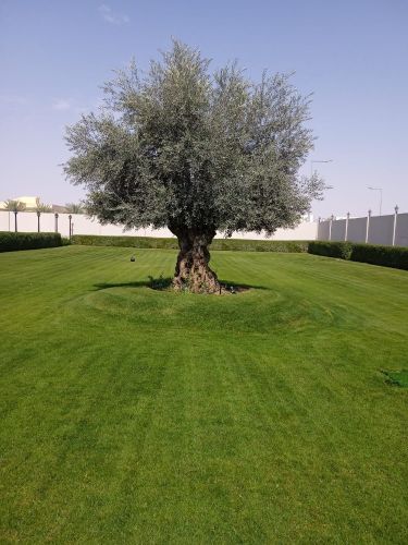 عمل شبكات الري