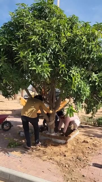 مزارع زراعة جميع انواع الأشجار