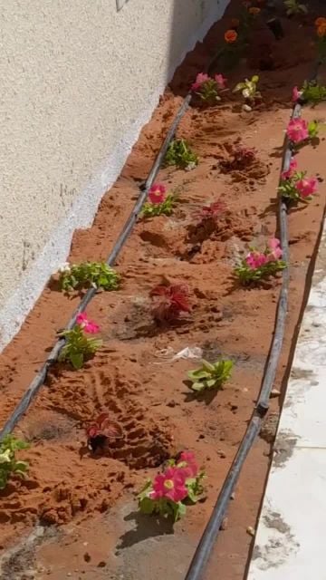 زراعة جميع انواع الورد والأشجار