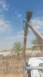 توريد وتركيب جميع انواع النخل