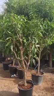 مزارع منسق حدائق